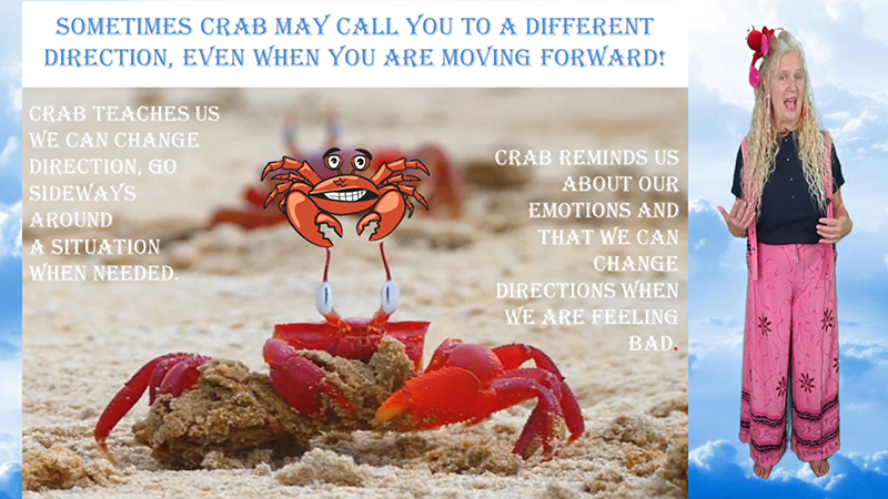 Feature Creature Teacher Crab!