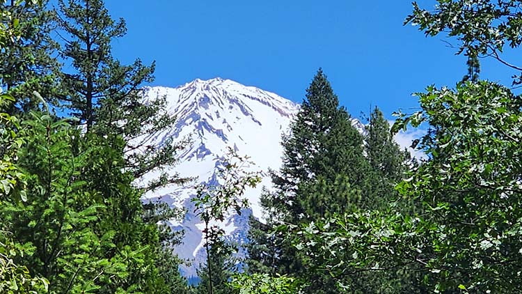 Mnt Shasta Mother