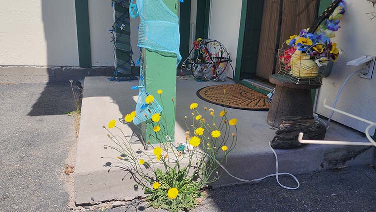 Front Porch Dandelions