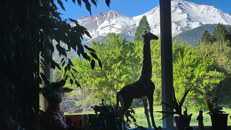 Mnt Shasta Bedroom View