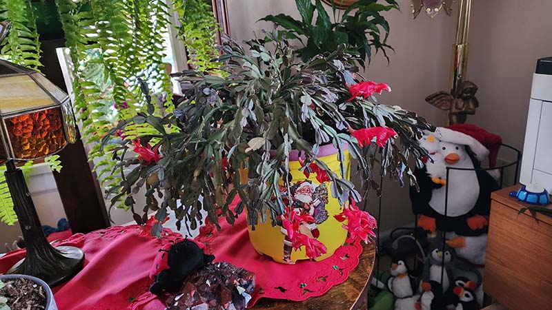 Christmas Cactus