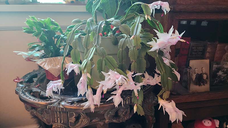 Christmas Cactus