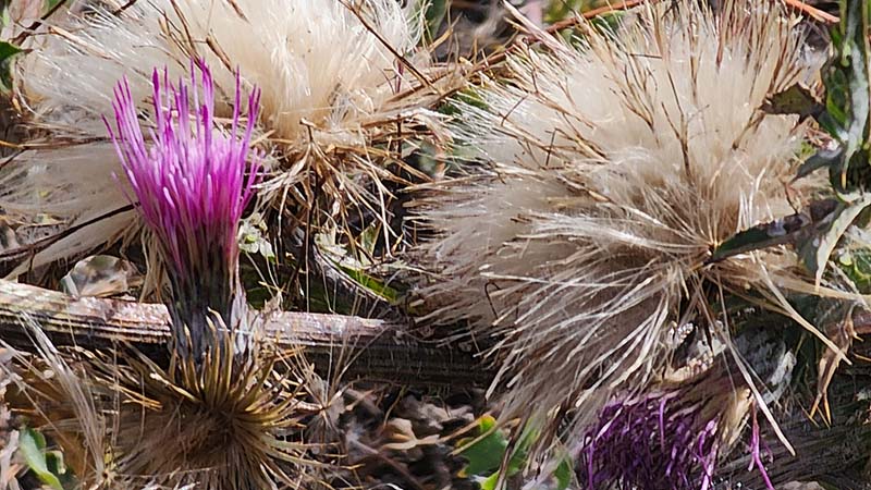 Mountain Thistle